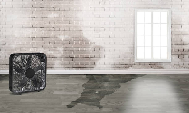 Best Water damage restoration company  in Pinebluff, NC